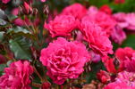 Europa-Rosarium Sangerhausen rose photo