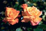New Year ® rose photo