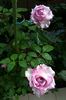 Avant Garde® rose photo