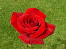 Samantha ® rose photo