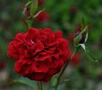 Isabelle Renaissance rose photo