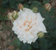 Comte de Torres rose photo