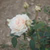 Comte de Torres rose photo