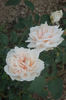 Comte de Torres rose photo
