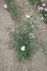 Comte de Torres rose photo