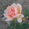 Belle Cuivrée rose photo