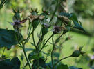 Annie Vibert rose photo