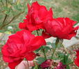 PALS Niagara rose photo