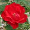 PALS Niagara rose photo