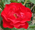 PALS Niagara rose photo