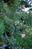 Thelma rose photo