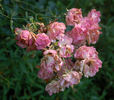 Thelma rose photo