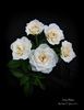 Ivory Palace rose photo