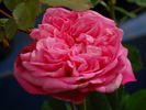 Coraline rose photo