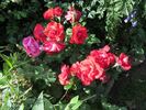 Johannisfeuer ® rose photo