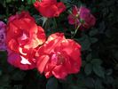 Johannisfeuer ® rose photo