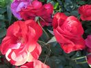 Johannisfeuer ® rose photo
