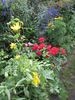Johannisfeuer ® rose photo