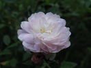 Hera's Song rose photo