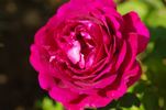 Princess Nagako rose photo