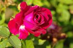 Princess Nagako rose photo