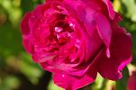 Princess Nagako rose photo