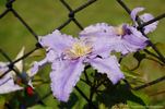 Fryderyk Chopin clematis photo
