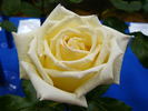 Northern Lights ® rose photo
