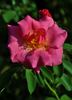 Sir Clough rose photo