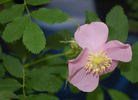 <i>Rosa yainacensis</i> Greene synonym rose photo