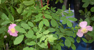 <i>Rosa yainacensis</i> Greene synonym rose photo