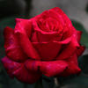 Big Red rose photo