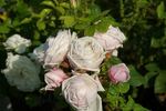 Paul's Early Blush rose photo