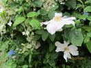 Toki clematis photo