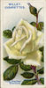 Molly Sharman-Crawford rose photo