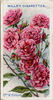 Mrs. W. H. Cutbush rose photo