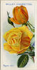 Rayon d'Or rose photo