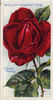 Edward Mawley rose photo