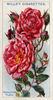 Aennchen Müller rose photo