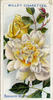 Braiswick Charm rose photo