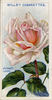 Joseph Lowe rose photo