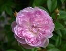 Trappendal rose photo