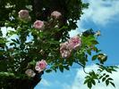 Trappendal rose photo