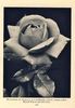 Duchess of Atholl rose photo