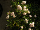Willie Winkie rose photo