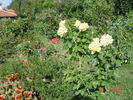 Golden Lady rose photo