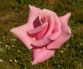 Mom's Rose rose photo