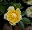 Sequoia Gold ™ rose photo