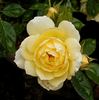 Sequoia Gold ™ rose photo