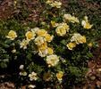 Sequoia Gold ™ rose photo